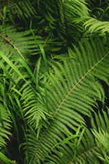 Fototapeta na wymiar leaf fern
