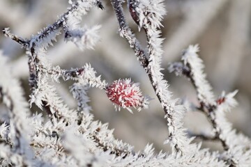 Hagebutte mit Raureif