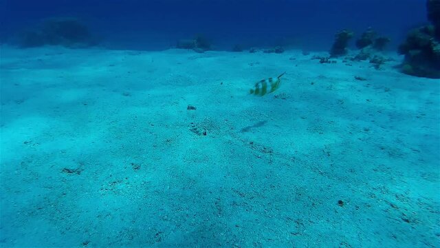 Underwtaer filefish swim close to sand ground
Underwater shot from, Eilat, Israel 
