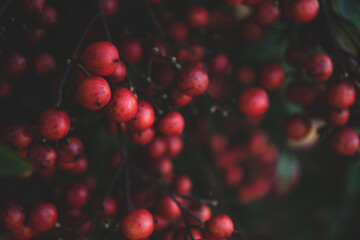 red currant berries