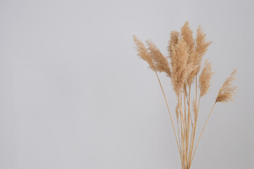 pampas grass. Reed Plume Stem, Dried Pampas Grass, Decorative Feather Flower Arrangement for Home, New Trendy Home Decor.