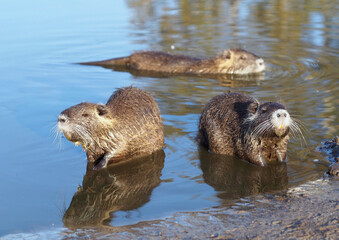 Young nutria family in natural habitat