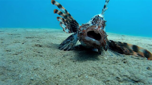 Dead lionfish on sea floor sand
Underwater shot from, Eilat, Israel ,red sea
