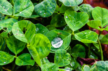 Top view of water drops on plant leaves