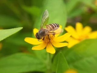 Fotobehang Honey bees are collecting pollen on yellow flowers. Bee on yellow flower on blurred background © faisal