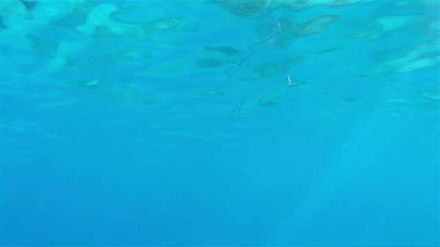 Houndfish Swimming close to sea surface 
Underwater shot from, Eilat, Israel ,red sea
