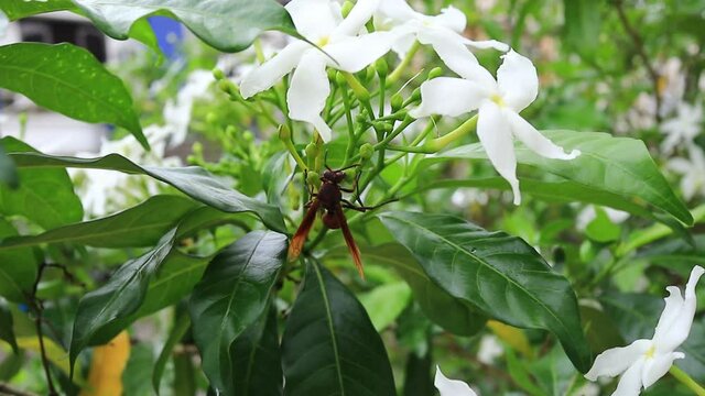 Ichneumonidae, Darwin wasps, is parasitoid wasp family within insect order Hymenoptera on wild flower in field.