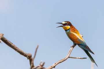 European bee eater, Merops apiaster. Common bee-eater