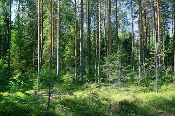 Fototapeta na wymiar landscape in the summer forest / green trees summer view, hiking in the forest, sunny day