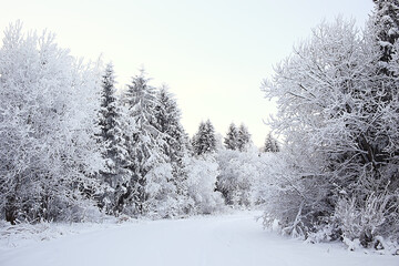 winter forest landscape covered with snow, december christmas nature white background