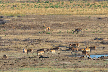 In savannah, steppe, prairie a herd of saigas is grazed. This is part of the largest herd of saigas in the world.