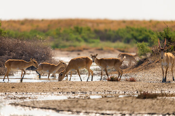 Naklejka premium Herd Saiga antelopes or Saiga tatarica at water place in steppe