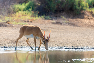 Wild male Saiga antelope or Saiga tatarica in steppe