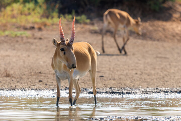 Wild male Saiga antelope or Saiga tatarica in steppe © rostovdriver