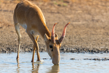 Portrait of male Saiga antelope or Saiga tatarica