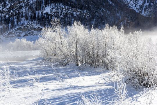 Forest covered with frost in a winter coldness along river