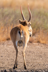 Back of wild male Saiga antelopes or Saiga tatarica in steppe