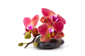 Obraz na płótnie Canvas colorful orchid and massage stone on white background