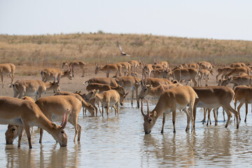 Fototapeta na wymiar Herd Saiga antelopes or Saiga tatarica at water place in steppe