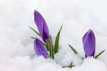 Fototapeta na wymiar Blue snowdrops on a background of white snow. First spring flowers.