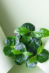 Small coffee plant with water drops in a pot, green background. Concept of home gardening. Top view. Close up.