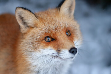 Fototapeta premium red fox portrait