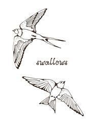 Swallow and House Martin birds vector set, hand drawn collection