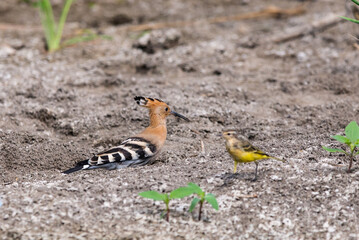 Eurasian Hoopoe or Upupa epops. The pair of birds is sitting on branches © rostovdriver