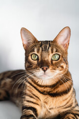 Ginger bengal cat with green eyes close up on a white background alone