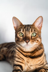 Fototapeta na wymiar Ginger bengal cat with green eyes close up on a white background alone