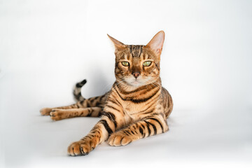Ginger Bengal cat with green eyes lies on a white background alone