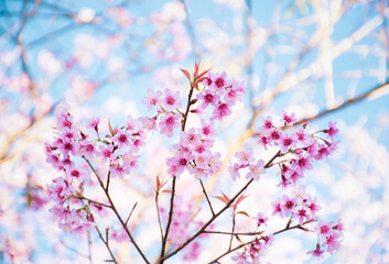 Wild Himalayan Cherry (Prunus cerasoides) tree branch with a blue sky background