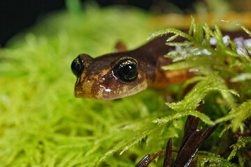 Close up of a nocturnal Ensatina eschscholtzi in Grayback campground in Siskiyou National Forest