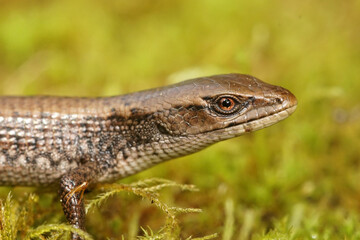 Close up of a subadult Southern Alligator Lizard, Elgaria multicarinata