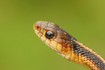 Close up of a Thamnophis sirtalis ,.Common Garter Snake, on a green backgrund