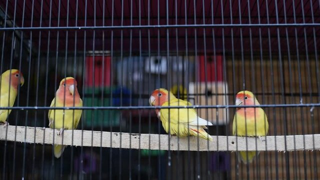 Australian parrots in the cage.