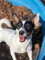 tree, winter, snow, nature, sky, forest, trees, branch, cold, branches, landscape, ice, frost, white, blue, season, wood, sun, light, frozen, texture, snowy