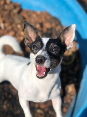 tree, winter, snow, nature, sky, forest, trees, branch, cold, branches, landscape, ice, frost, white, blue, season, wood, sun, light, frozen, texture, snowy