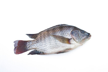Tilapia fish isolated on white background.
