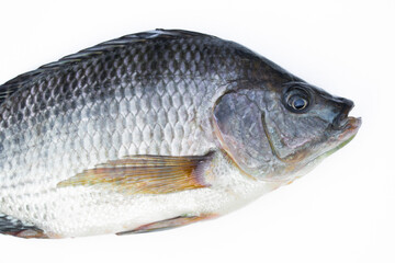 Tilapia fish isolated on white background.