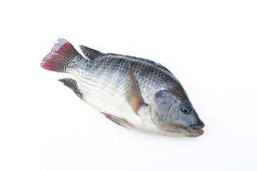 Tilapia fish isolated on white background.
