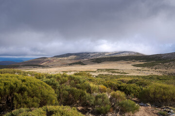 High-mountain scrublands of Cytisus oromediterraneus. Photo taken in Guadarrama Mountains, municipality of Bustarviejo, province of Madrid, Spain