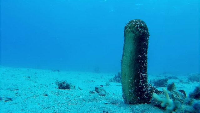 Sea Cucumber erect ready to mate
Underwater shot from, Eilat, Israel ,red sea
