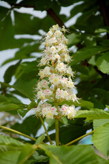 Blooming horse chestnut candle in spring