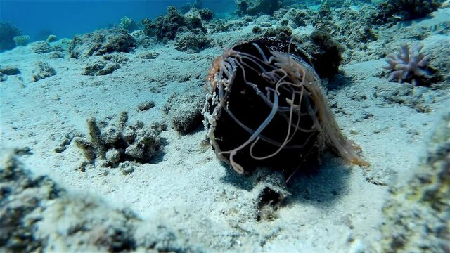 Sea Cucumber with strings
Underwater shot from, Eilat, Israel ,red sea
