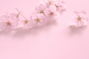 Fototapeta na wymiar 桜の花 