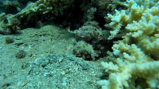 Stonefish camouflaged in red sea
Underwater shot from, Eilat, Israel ,red sea
