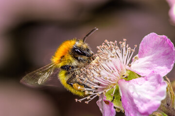Close up side view  of Bombus terrestris bumblebee sucking nectar on a pink flower. 