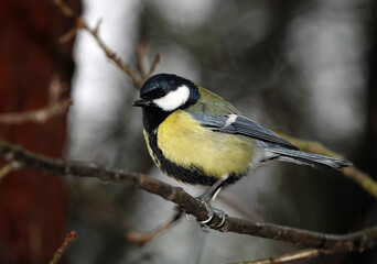 Fototapeta premium Great tit in the forest