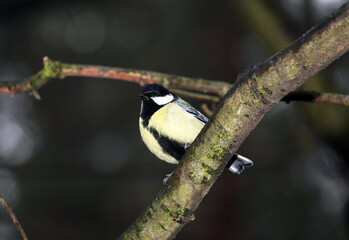 Great tit in the forest